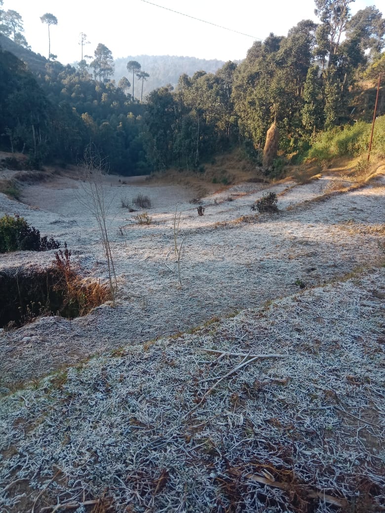 Crops are being destroyed due to frost in Gauli.