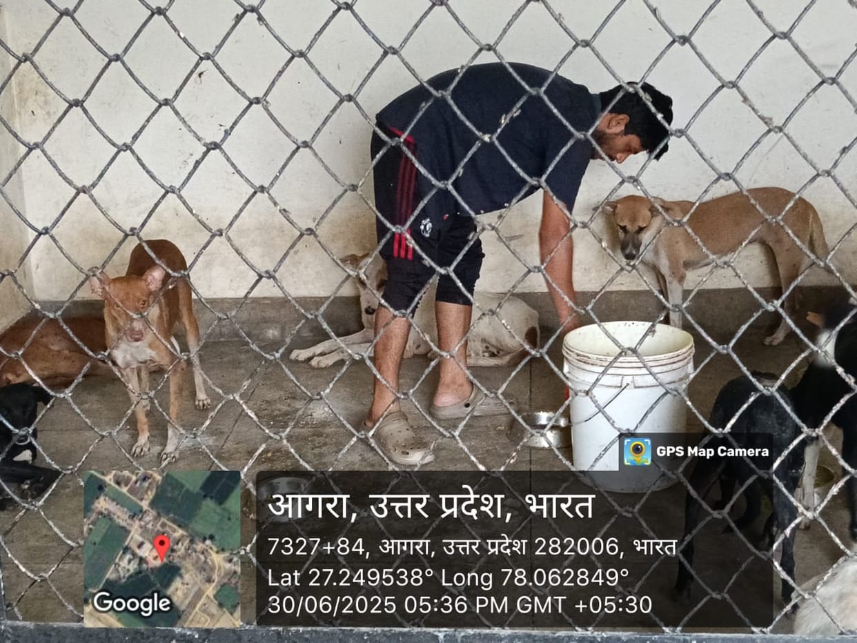 40,000 stray dogs are to be sterilized.40,000 stray dogs are to be sterilized.