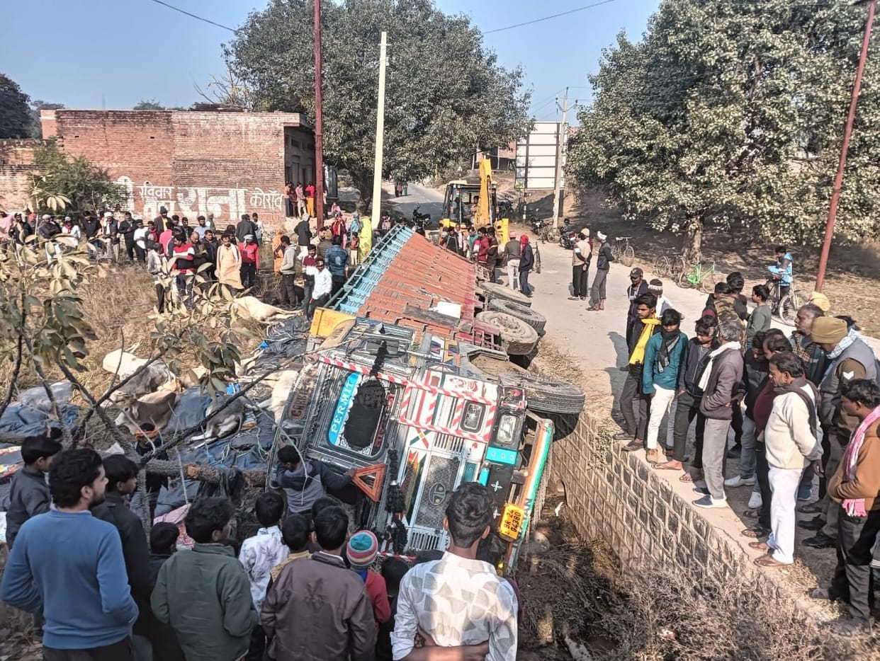 A truck carrying cattle collided with a car and overturned in a drain, killing 13 animals.