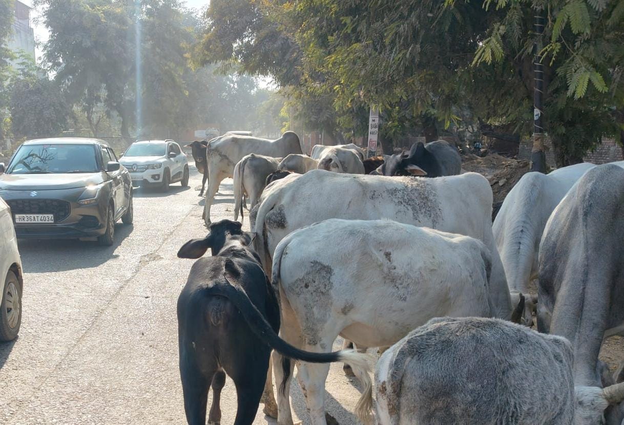 Stray animals will be rounded up in the city at a cost of Rs 34.42 lakh.