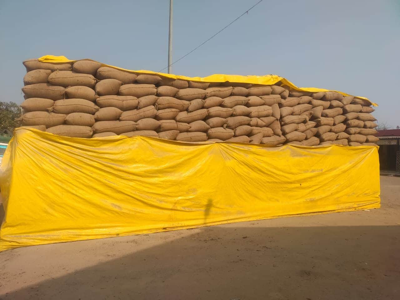 फोटो-11-बांगरमऊ नवीन मंडल परिसर में संचालित केंद्र में तिरपाल से ढके धान के बोरे। संवाद