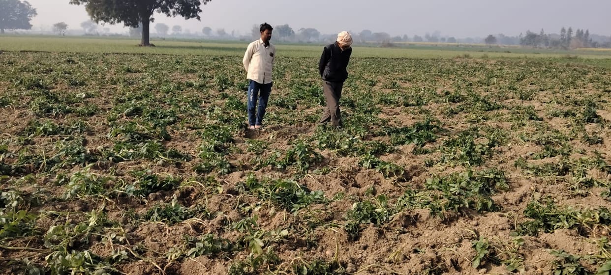 Wild pigs are destroying potato crops in the fields