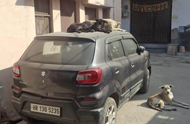 Dog sterilization work has stalled, with approximately 80 cases reported every month, but no applications for compensation have been received.