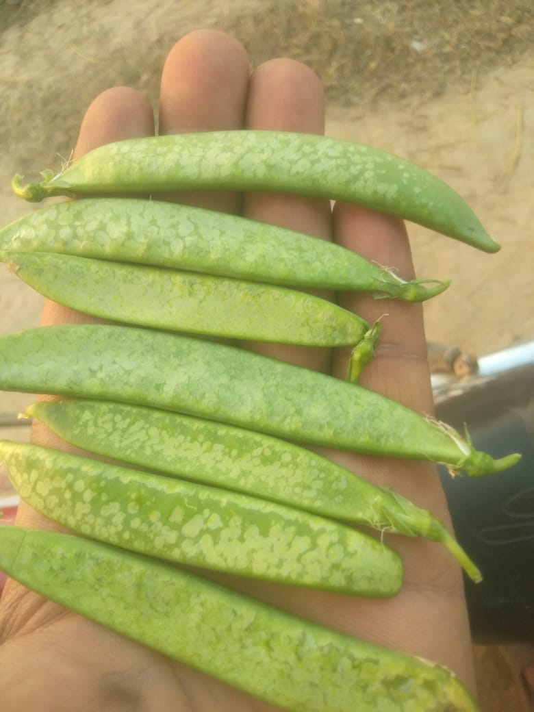 Pea crop ready in the fields is getting destroyed due to frost.
