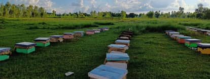 honey has been included in the price difference compensation scheme For first time in Haryana