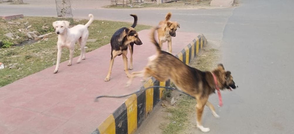 The action plan is not being implemented...they are only catching dogs based on complaints.