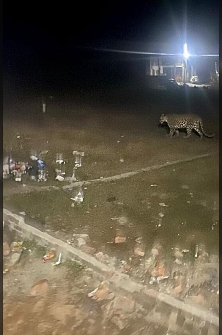 Leopard's terror, people are afraid to leave their homes