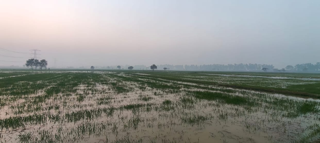 Crops flooded due to canal breakage near Neemdi