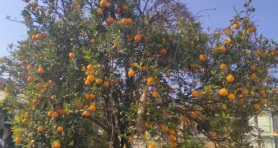 Farmers are forced to sell Malta and oranges at throwaway prices.
