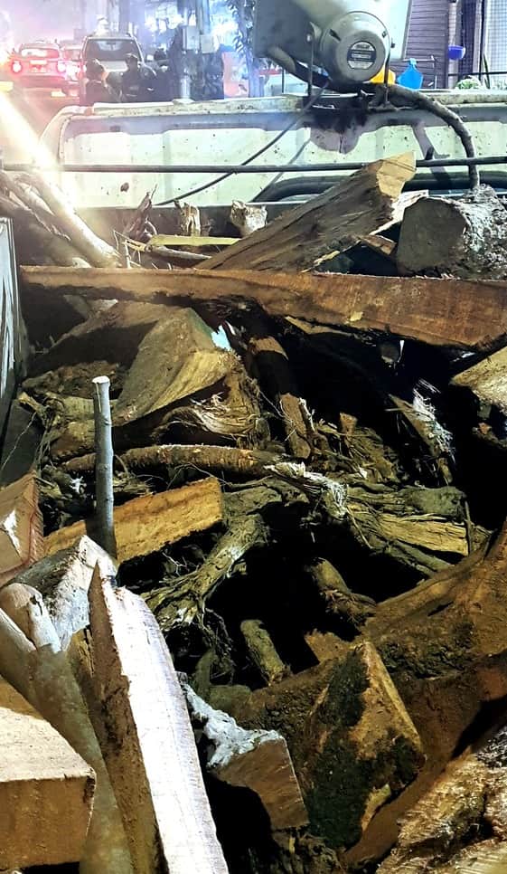 नगर निगम की गाड़ी में अलाव के लिए रखी लकड़ी के साथ पेड़ की जड़