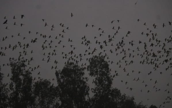 Panchkula wrapped in a blanket of fog, shivering cold day and night