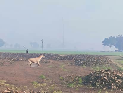 A rabid dog bit 18 people, causing panic.