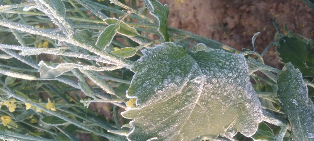 The frost has increased the concerns of the farmers.