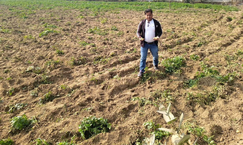In Badshahpur, bulls trampled two bighas of potato crop.