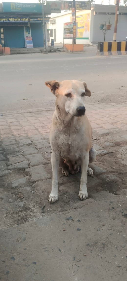 From cities to villages, dogs are terrorizing people... 1050 people have been attacked in 13 days.