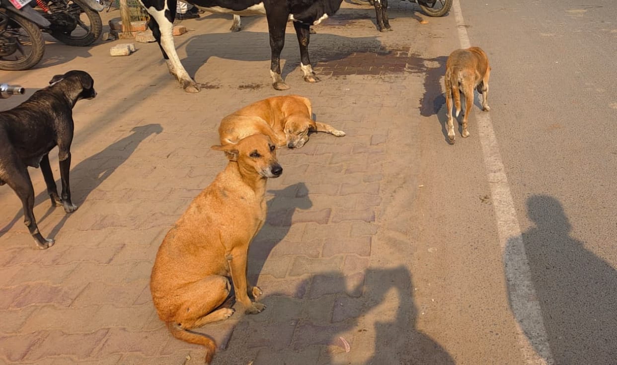 Stray dogs are becoming violent after eating raw and rotten meat