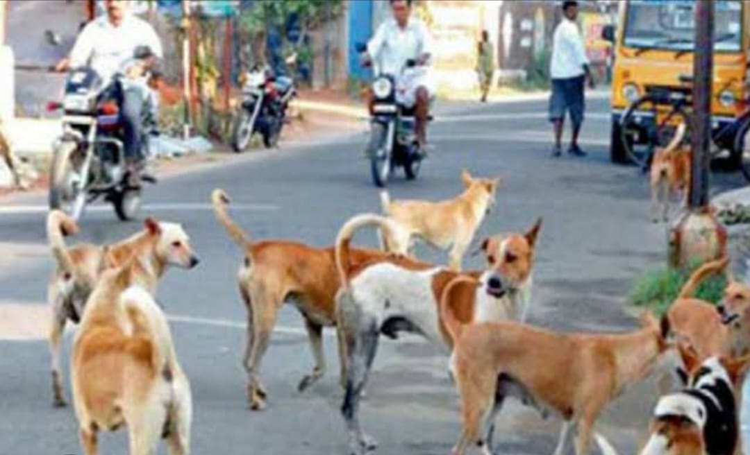 Dog menace... Relief expected from pressure on the system regarding compensation.