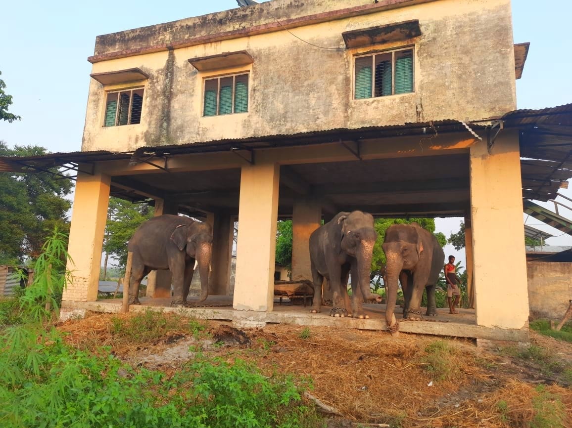 Arrival of 12 elephants from Karnataka to Dudhwa in limbo