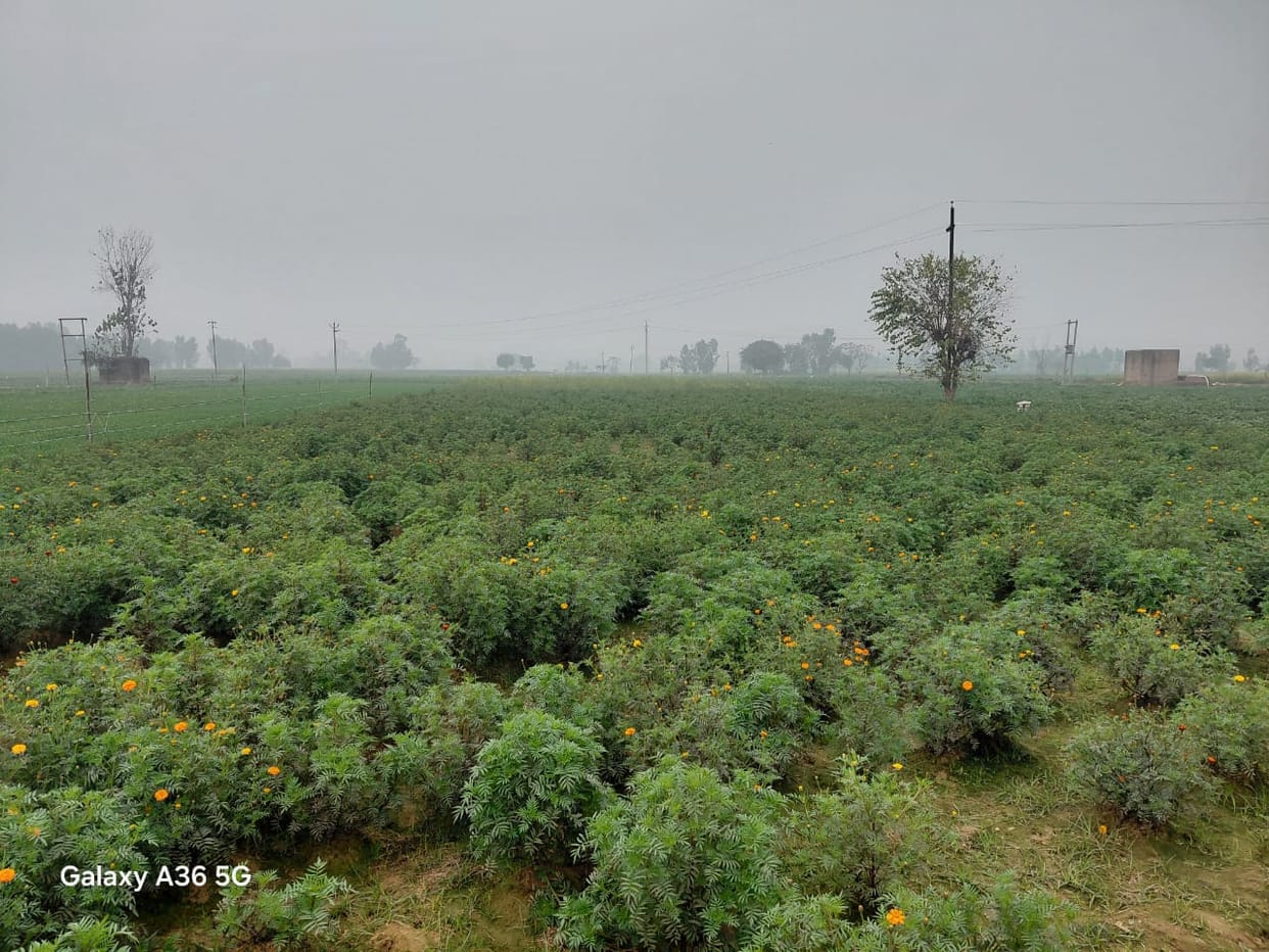 Farmers can increase their income through vegetable, medicinal, and aromatic plant cultivation.