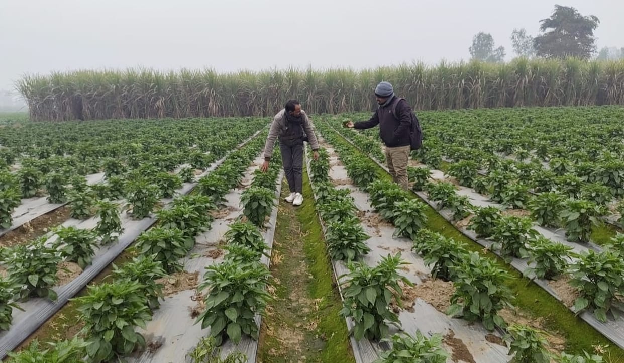 Spicy in taste, but chilli cultivation is adding sweetness to the income