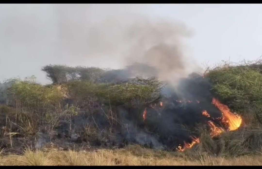 A fire broke out in the forest in Basai Mohammadpur, burning animals and birds.