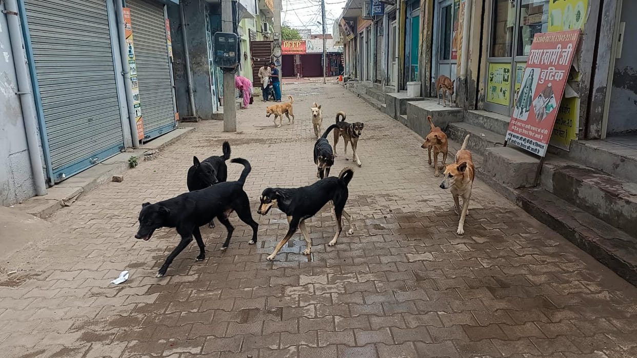 Delhi: Dog menace continues to grow in the capital