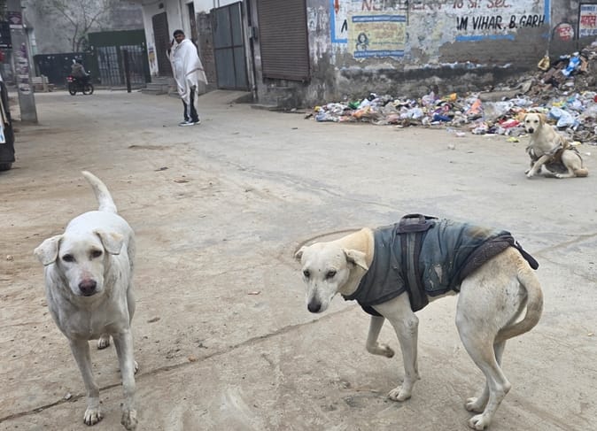 The case of negligence in the neutering of dogs reached the Deputy Commissioner; a lawyer had filed the complaint.