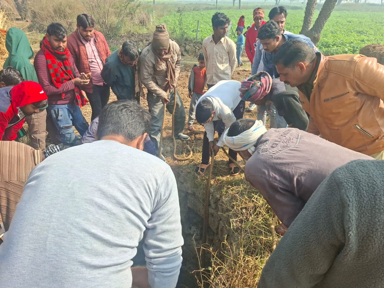 Police and fire brigade rescue two bulls that fell into a well