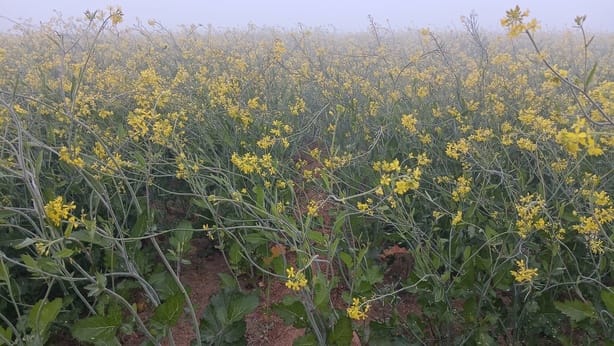 Fog in the morning, sunshine during the day, cloud cover persisted