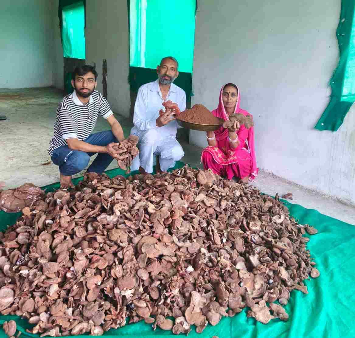 Abandoning ancestral farming, sowing a bright future with Ganoderma