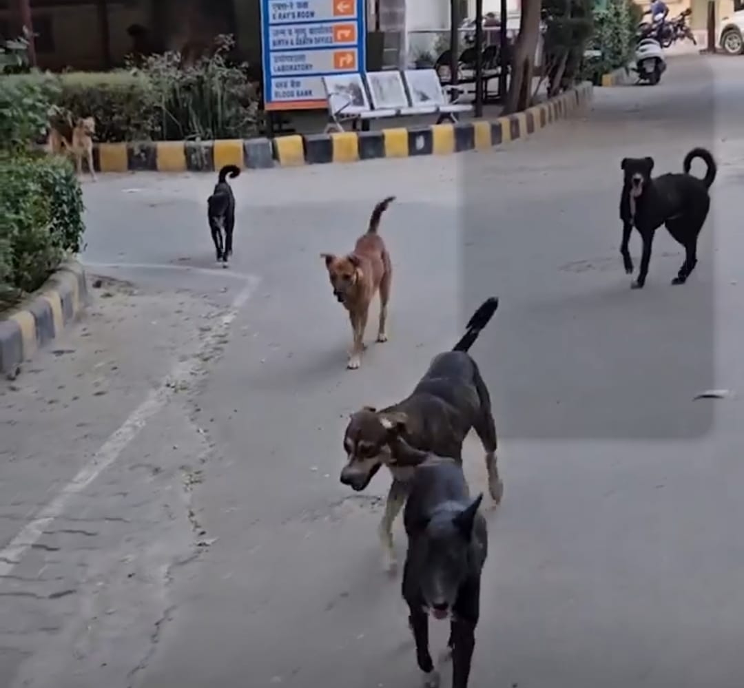 Despite spending lakhs, the shelter home remains empty.