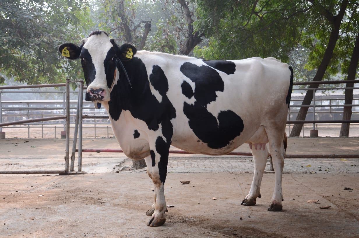 Karna fridge made from Holland and indigenous breed gives 46 liters of milk