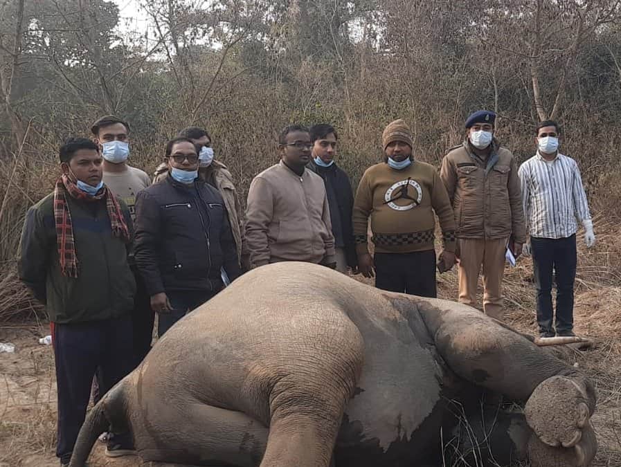 नजीबाबाद-साहनपुर रेंज में मृत हाथी मिलने पर सूचना पर पहुचीं वन विभाग की टीम। स्रोत-विभाग