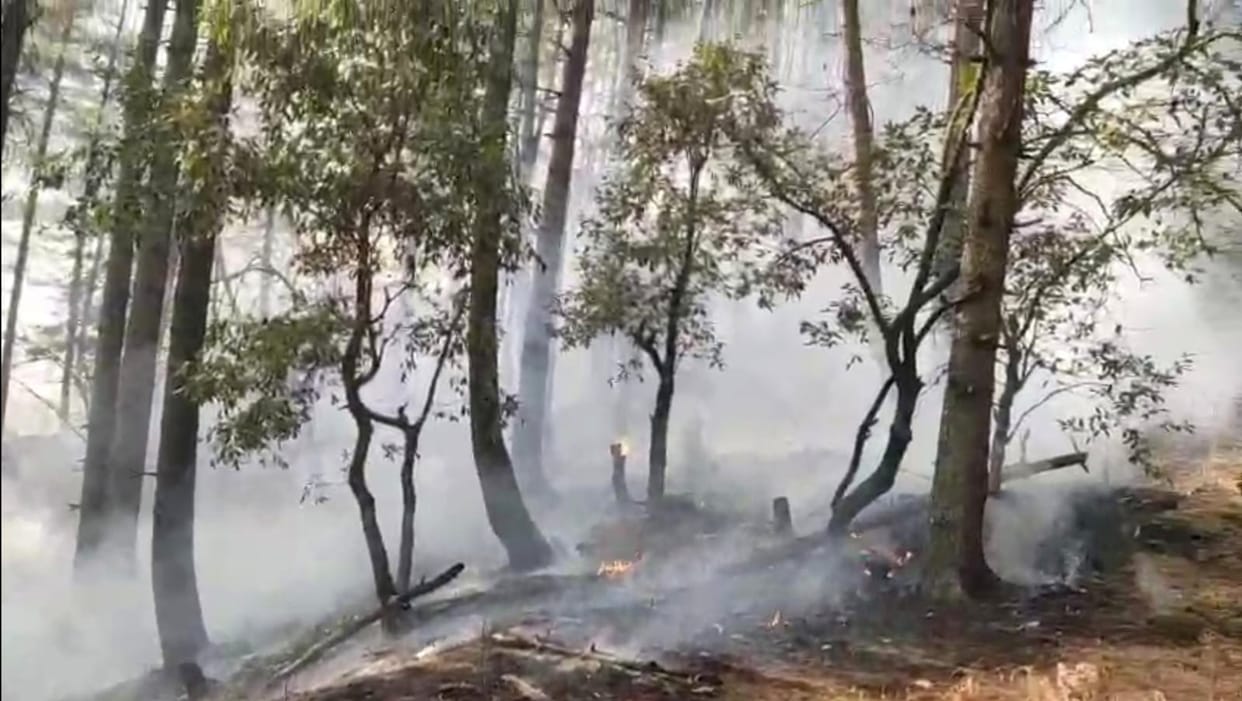 The fire in the Kanoon Beat forest is not stopping.