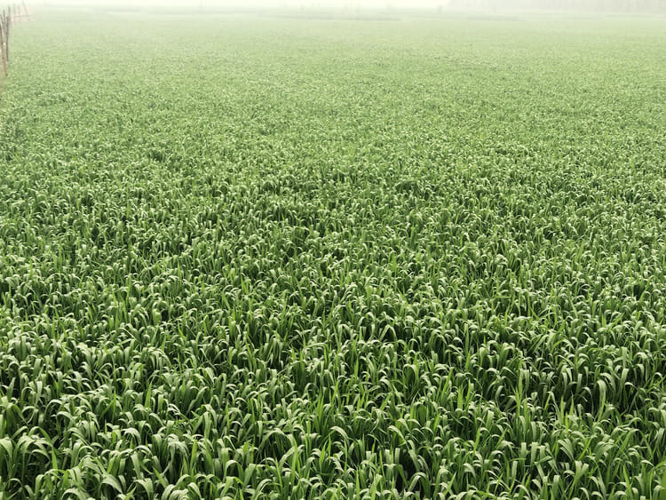 Cold and drizzle will increase wheat production: Dr. Satpal