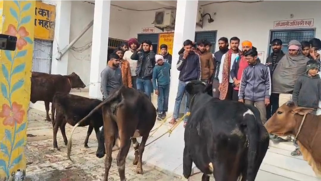 Demonstration was held by tying cattle in the Nagar Panchayat office premises.