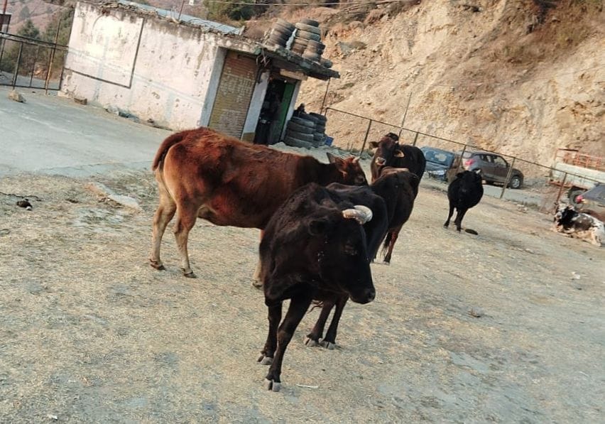 Stray animals in Dalash increase the problems of gardeners