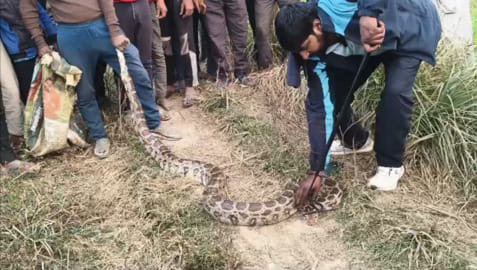 An eight-foot-long python was found