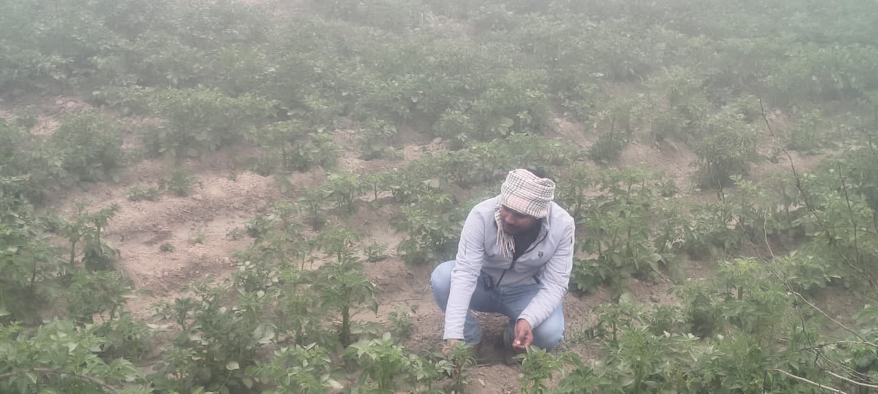 ब्लॉक सकीट के गांव छछैना में कोहरे व पाले से खराब हुई आलू की फसल को देखता किसान। संवाद