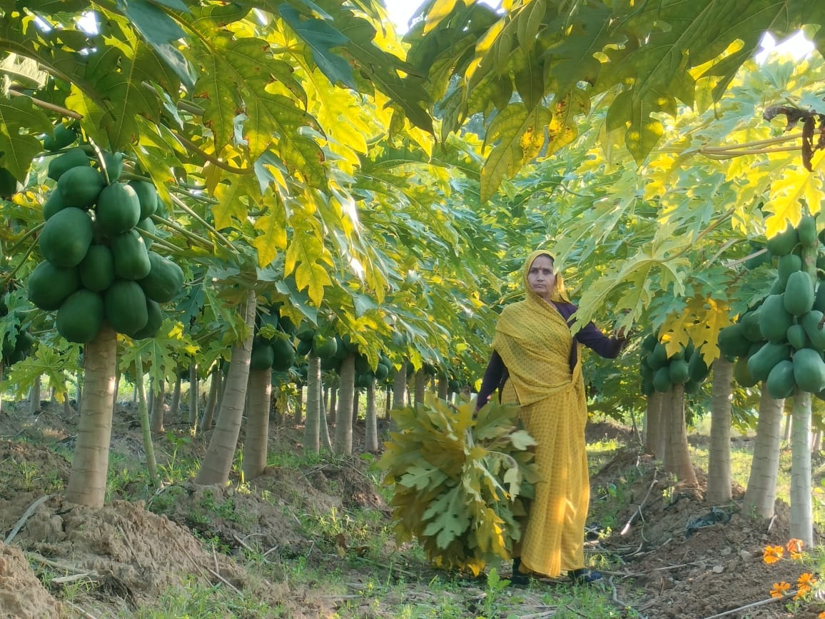 Sulochana made a name for herself in farming and established a business worth lakhs of rupees.