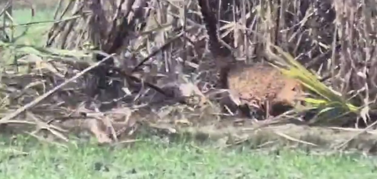 The leopard escaped by tearing through the net, injuring two people.