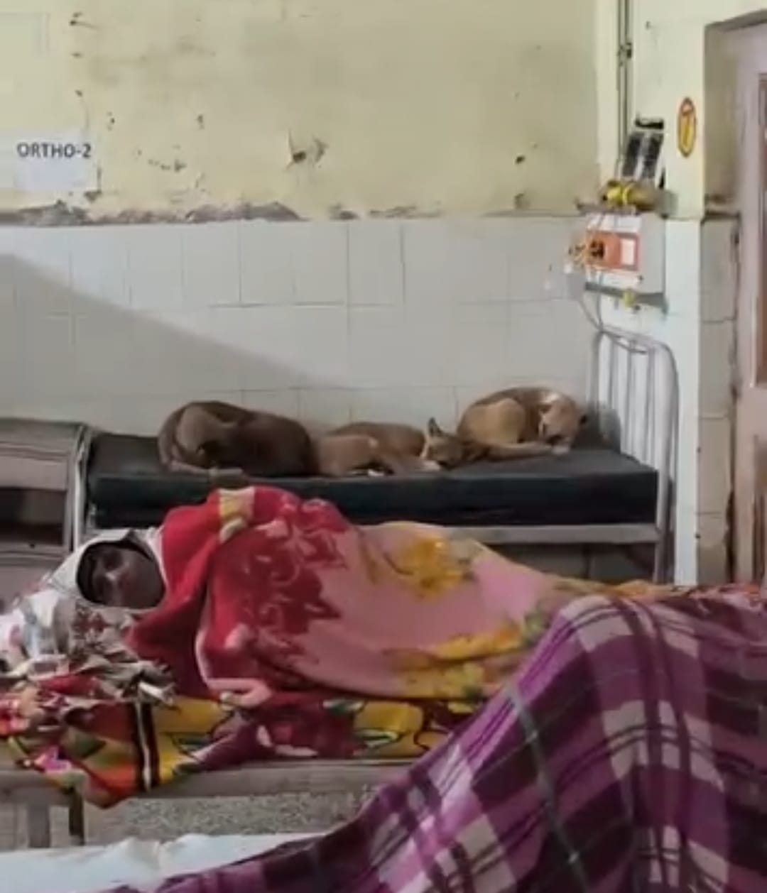 Now a video of dogs relaxing on the bed is viral