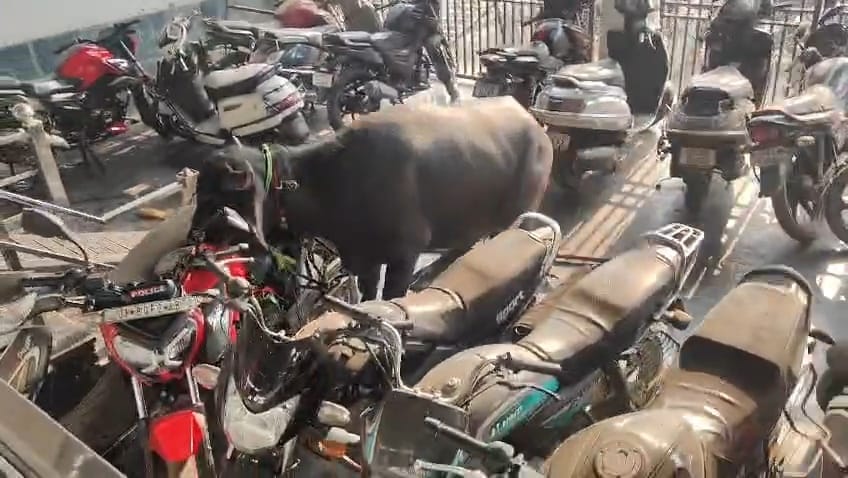Uncontrollable buffalo created havoc, damaged several bikes.
