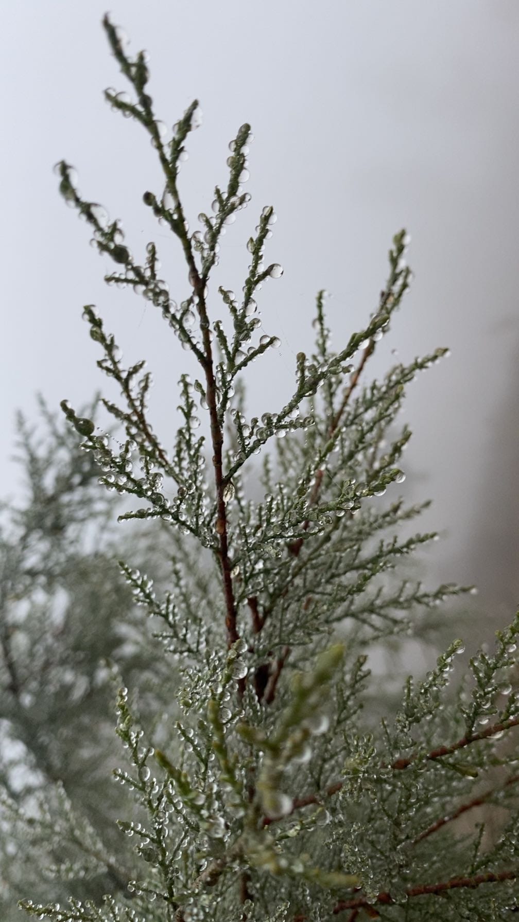 There was no respite from the cold, with the night temperature 1.6 degrees below normal.