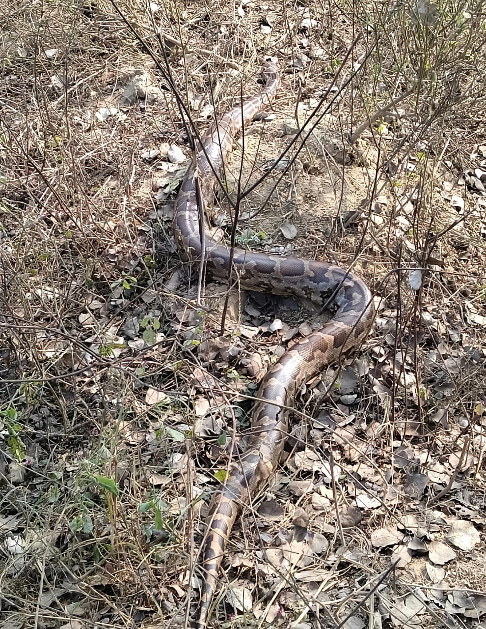 Python found in the field on Karhal Road