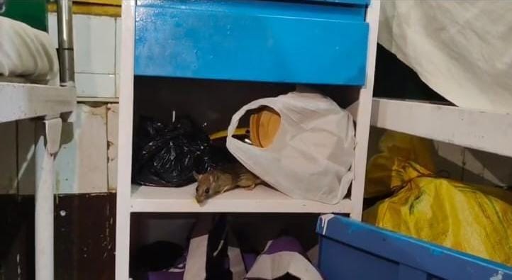 Rats taking away medicines and food of patients from the hospital