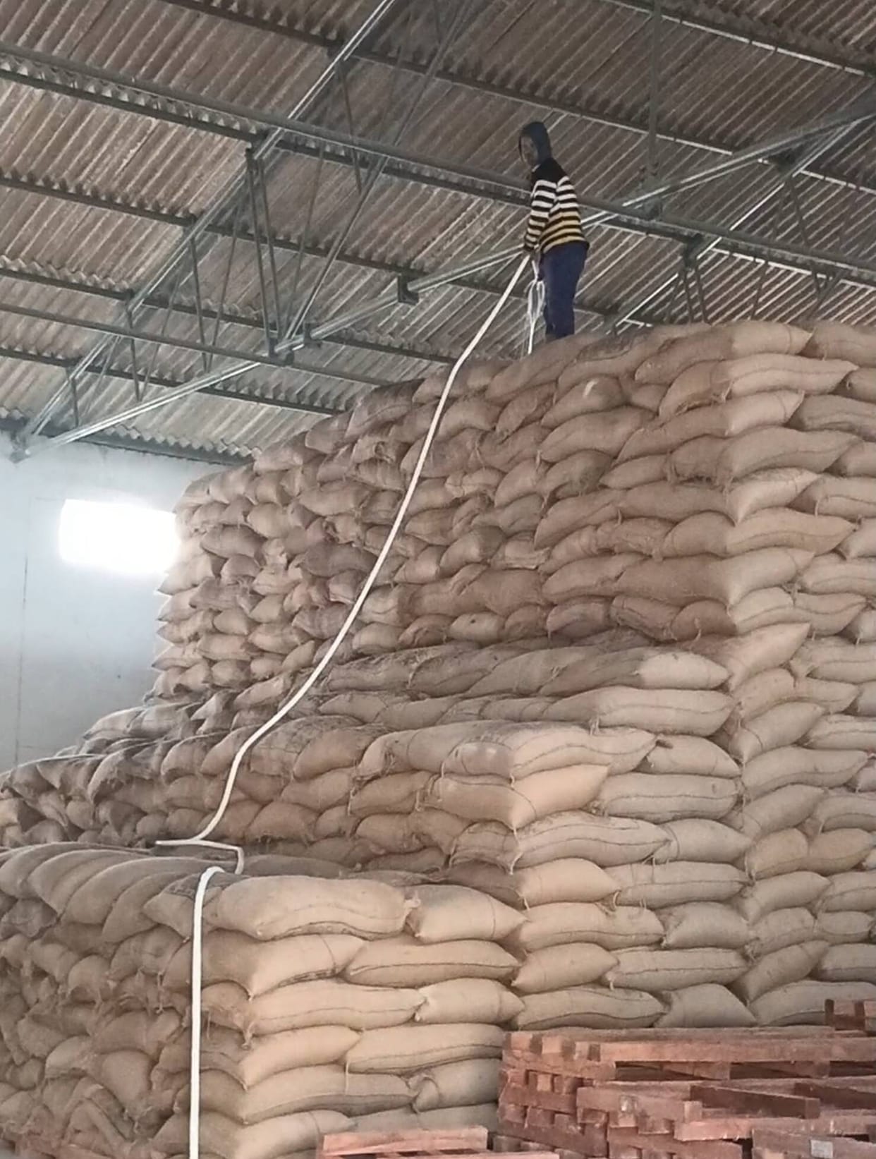 Central officer suspended for increasing the weight of wheat by adding water