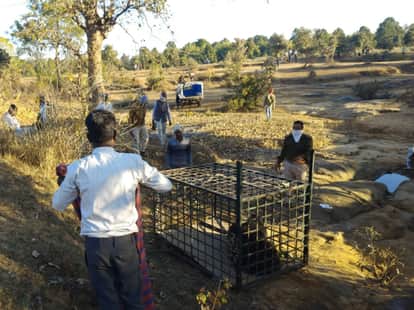 Shahdol News: A sick bear killed a shepherd and then died itself.