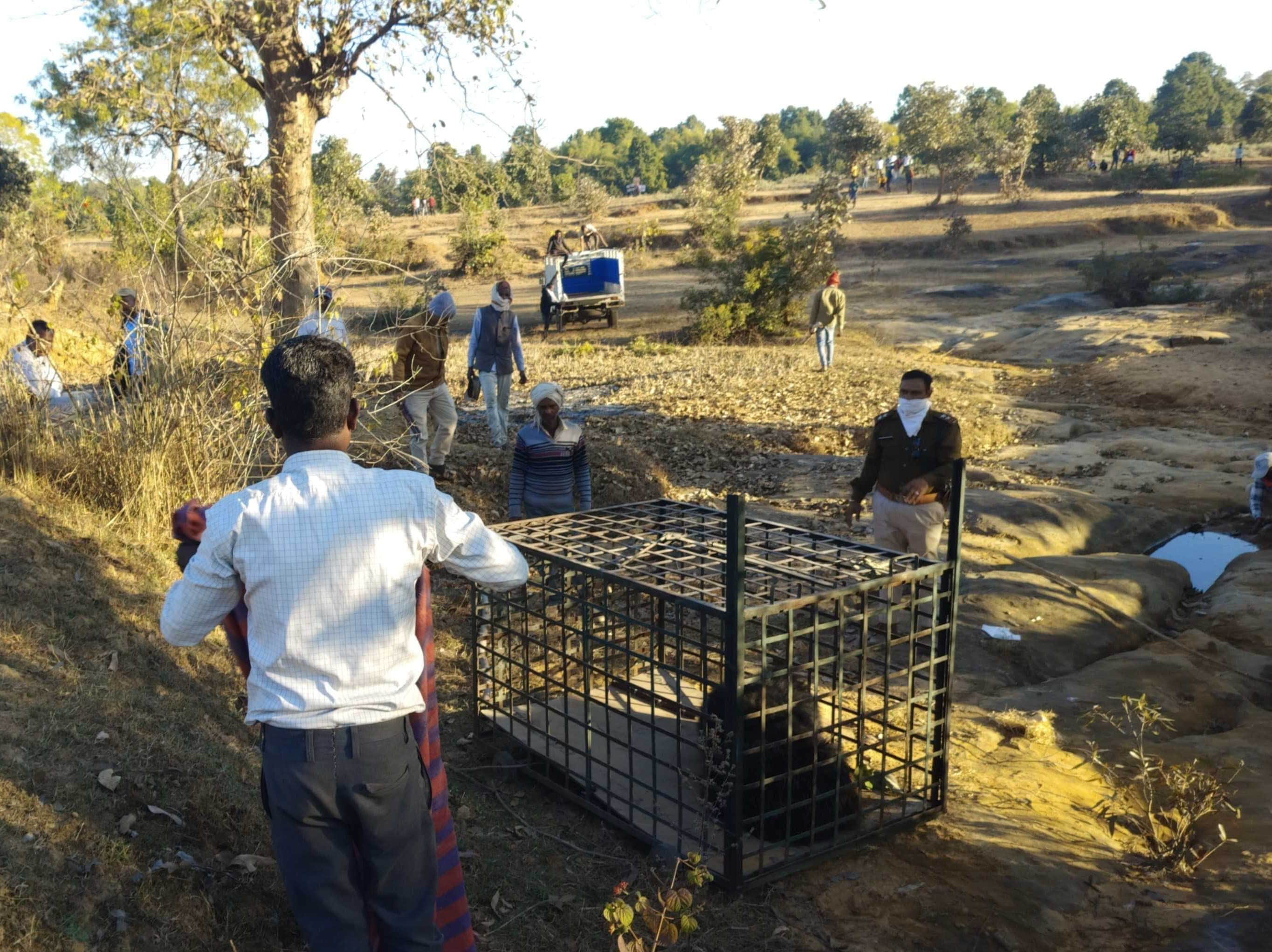 बीमार भालू की मौत।