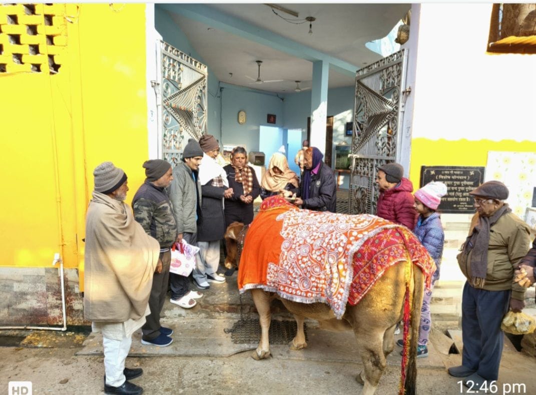 A special feast was organized for cows on the death anniversary.